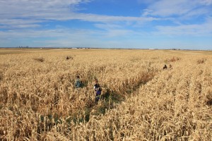 The Corn Maze