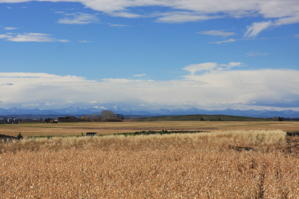 The Corn Maze