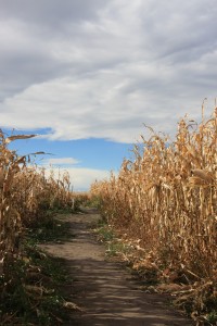 The Corn Maze