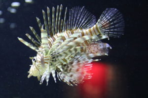 Koraalduivel (hier bekend als Lion Fish)