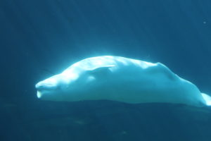 Beluga Whale (hier ondersteboven zwemmend)