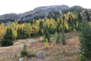 Slate Range : Larch Trees
