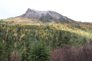 Slate Range : Larch Trees & Whitehorn Mountain